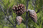 Aleppo pine (Pinus Halepensis), cones, Gaou Island, Le Brusc, Six-Fours-les-Plages, Var, France