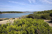 Aleppopine (Pinus Halepensis) lying down by the wind, view of Sanary bay, Gaou Island, Le Brusc, Six-Fours-les-Plages, Var, France