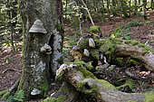Dead tree, beech with True tinder polypore (Fomes fomentarius), forest, Grand Ventron massif, Ventron, Vosges, France