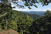 Tete du Chat Sauvage, forest, view on Rothenbachkopf, Schweisel, Grand Ventron massif, Ventron, Vosges, France