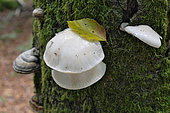 Dead tree, beech Porcelain mushroom (Oudemansiella mucida) with True tinder polypore (Fomes fomentarius), forest, Grand Ventron massif, Ventron, Vosges, France