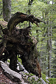 Dead treein forest, Tete du Chat Sauvage, Grand Ventron massif, Ventron, Vosges, France