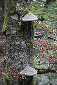 Dead tree, beech with True tinder polypore (Fomes fomentarius), forest, Grand Ventron massif, Ventron, Vosges, France