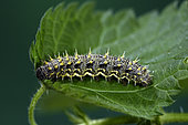 Red admiral (Vanessa atalanta) caterpillar on nettle, garden, Belfort, Territoire de Belfort, France