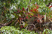 Bromeliad (Bromeliaceae) epiphytes growing on rainforest tree, Paraty, Rio de Janeiro State, Brazil