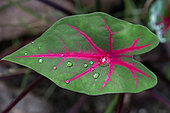 Heart of Jesus (Caladium bicolor) leaf, Paraty, Rio de Janeiro State, Brazil