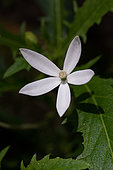 Star of Bethlehem (Hippobroma longiflora), Rio de Janeiro, Brazil