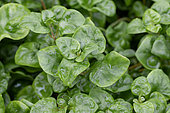 Malabar spinach (Basella alba)