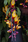 Mysore trumpetvine (Thunbergia mysorensis), Sao Sebastieo, Sao Paulo State, Brazil
