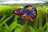 Fighting fish (Betta splendens) male plakat koi displaying in front of its bubble nest