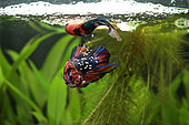Fighting fish (Betta splendens) male plakat koi retrieving the eggs after the embrace and placing them in the bubble nest