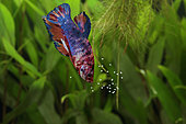 Fighting fish (Betta splendens) male plakat koi retrieving the eggs after the embrace and placing them in the bubble nest