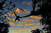 Orang-outan (Pongo pygmaeus) femelle et jeune se déplaçant dans les arbres au crépuscule, Indonésie