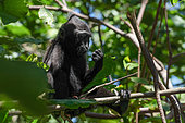 Black-crested macaque (Macaca nigra) juvenile in tree, Tangkoro Batuangus Reserve, Indonesia