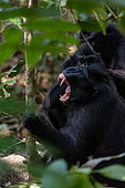 Black-crested macaque (Macaca nigra) opening mouth, Tangkoro Batuangus Reserve, Indonesia
