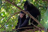 Black-crested macaque (Macaca nigra) female and baby sitting on tree, Tangkoro Batuangus Reserve, Indonesia