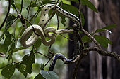 Celebes Black-tailed Ratsnake (Gonyosoma jansenii) Tengkoko Batuangus Nature Reserve, North Sulawesi