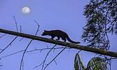 Common palm civet (Paradoxurus hermaphroditus) Walking on bamboo over river early morning, Ujung Kulon National Parl, West Java