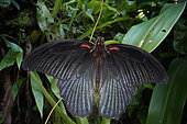 Great Mormon (Papilio memnon agenor) on a leaf
