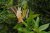 Five-bar Swordtail (Pathysa antiphates pulauensis) on leaves