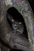 Spectral tarsier (Tarsius tarsier) Near hiding place in strangler fig tree, Tengkoko Batuangus Nature Reserve