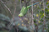Rose-ringed Parakeet (Psittacula krameri) on a branch, Lorraine, France