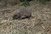 European hedgehog (Erinaceus europaeus), 3 weeks old, Lorraine, France