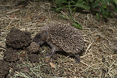 European hedgehog (Erinaceus europaeus), 3 weeks old, feeding on earth worms, Lorraine, France