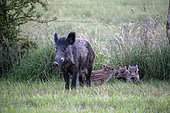 Wild boar, (Sus scrofa), female and pigglets, Lorraine, France