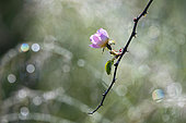 Wild rose (Rosa canina) flower, Lorraine, France