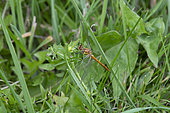Red-veined Darter (Sympetrum sanguineum), new born imago Lorraine, France