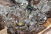 Forest caterpillar hunter, (Calosoma sycophanta), feeding on Oak Processionary caterpillars, Lorraine, France