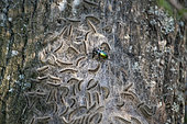 Forest caterpillar hunter, (Calosoma sycophanta), feeding on Oak Processionary caterpillars, Lorraine, France