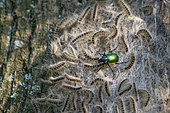 Forest caterpillar hunter, (Calosoma sycophanta), feeding on Oak Processionary caterpillars, Lorraine, France