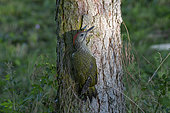 European Green Woodpecker, (Picus viridis), juvenile on trunk, Lorraine, France