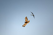 Western Marsh Harrier, (Circus aeruginosus), female chased by a laughing gull, germany