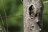 Great Spotted Woodpecker, (Dendrocopos major), Nut in the anvil of the woodpecker, Lorraine, France
