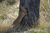 Domestic rabbit, Oryctolagus cuniculus), breed Faune de Bourgogne, eating the bark of a tree, France