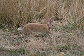 Domestic rabbit, Oryctolagus cuniculus), breed Faune de Bourgogne, running, France