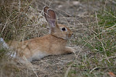 Domestic rabbit (Oryctolagus cuniculus), breed Faune de Bourgogne, laying down, France