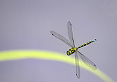 Southern Hawker (Aeshna cyanea), male in flight, Lorraine, France