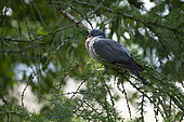 Common Wood Pigeon (Columba palumbus) on a branch, Lorraine, France
