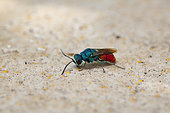 Ruby- tailed wasp, (Chrysis ignita), Lorraine, France