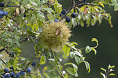 Gall of wild rose,(Diplolepis rosae), Gall wasp, Lorraine, France