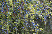 Blackthorn (Prunus spinosa) fruits, Lorraine, France