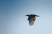 Black Woodpecker (Dryocopus martius), in flight, Lorraine, France