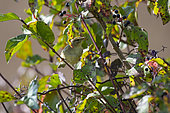 Willow Warbler, (Phylloscopus trochilus) on a branch, Lorraine, France