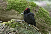 Black Woodpecker, (Dryocopus martius) on wood, Lorraine, France