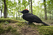 Pic noir, (Dryocopus martius) sur bois en forêt, Lorraine, France,