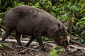 Bornean bearded pig ( Sus barbatus ) Female in forest, Tanjung Puting National Park, Indonesia